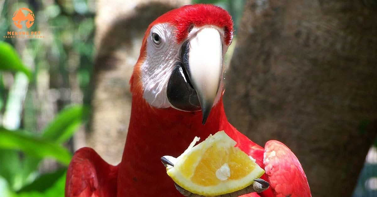 Mua Bán Vẹt Macaw Tại TP.HCM: Cơ Hội Sở Hữu Loài Vẹt Độc Đáo